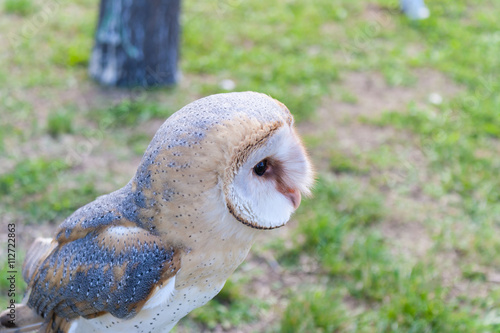 Barn Owl in a falconry stage