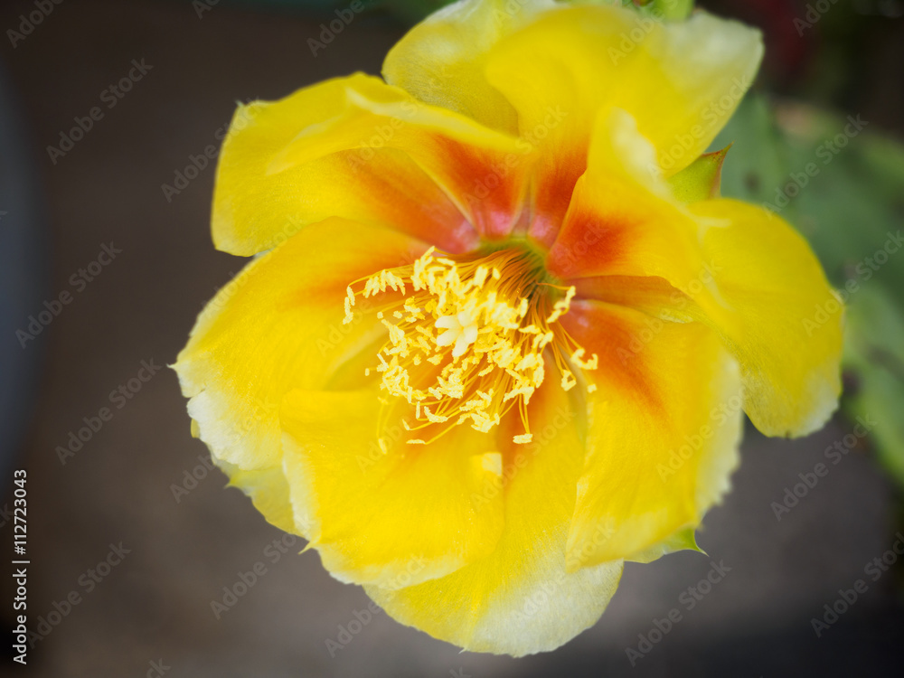 Eastem prickly pear,