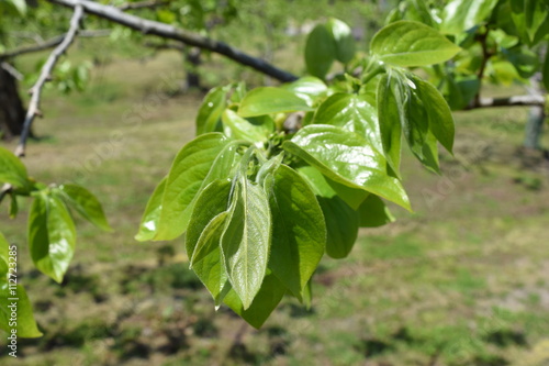 青葉が芽吹いた柿／雪国の山形県にも遅い春が訪れ、青葉が芽吹いた柿の木を撮影した写真です。