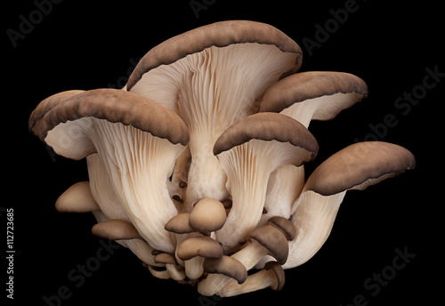 oyster mushroom on black photo
