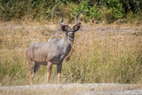 Male greater kudu stands in grass facing camera