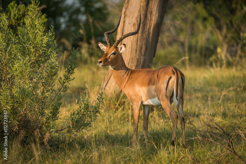 Male impala beside bush in golden light