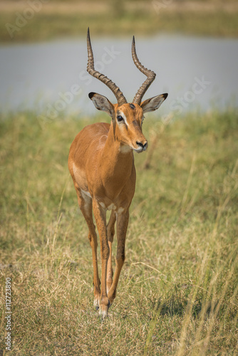 Male impala by river walking towards camera © Nick Dale