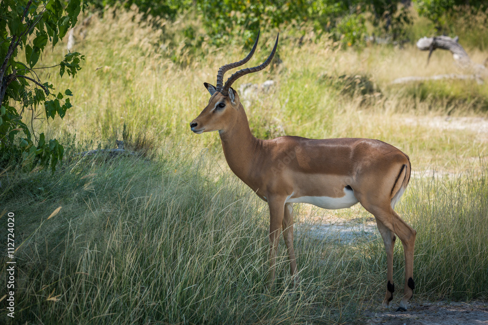 Male impala standing in shade facing camera Male impala standing in shade facing camera