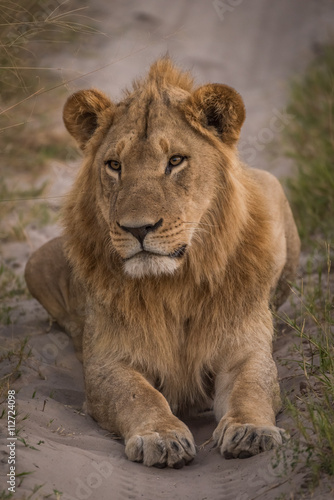 Male lion lying in shade on track