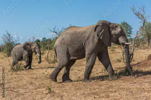 Mother and baby elephant crossing grassy hillside