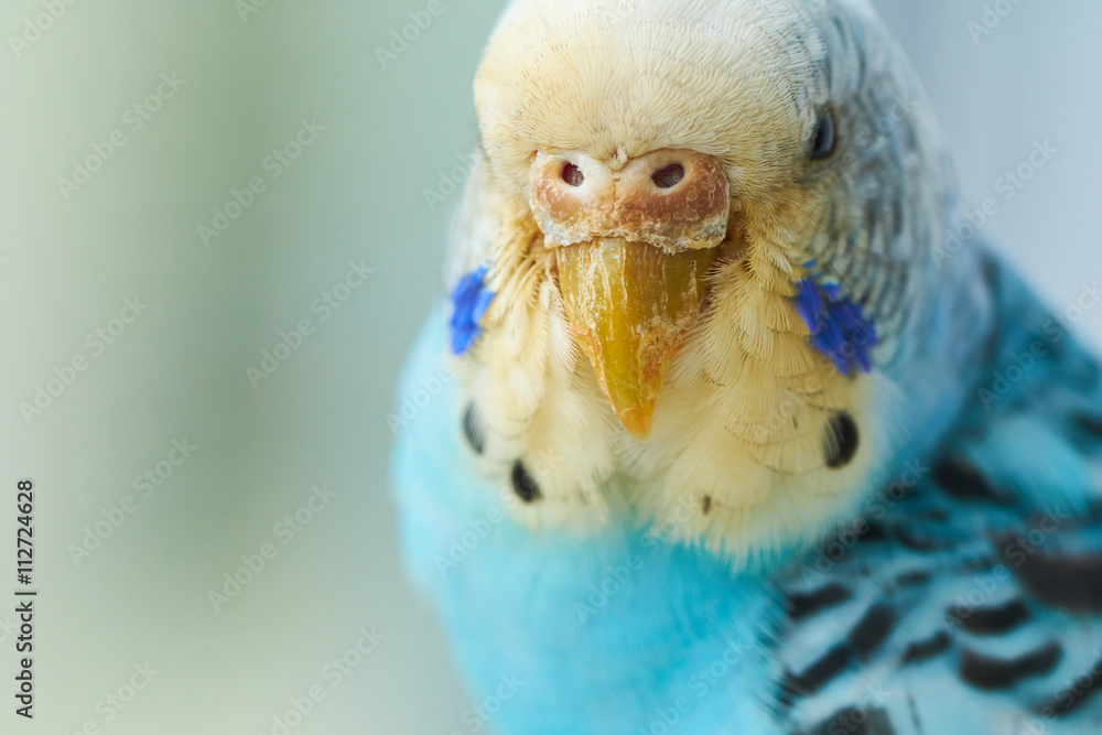 Fototapeta premium budgerigar ill mite