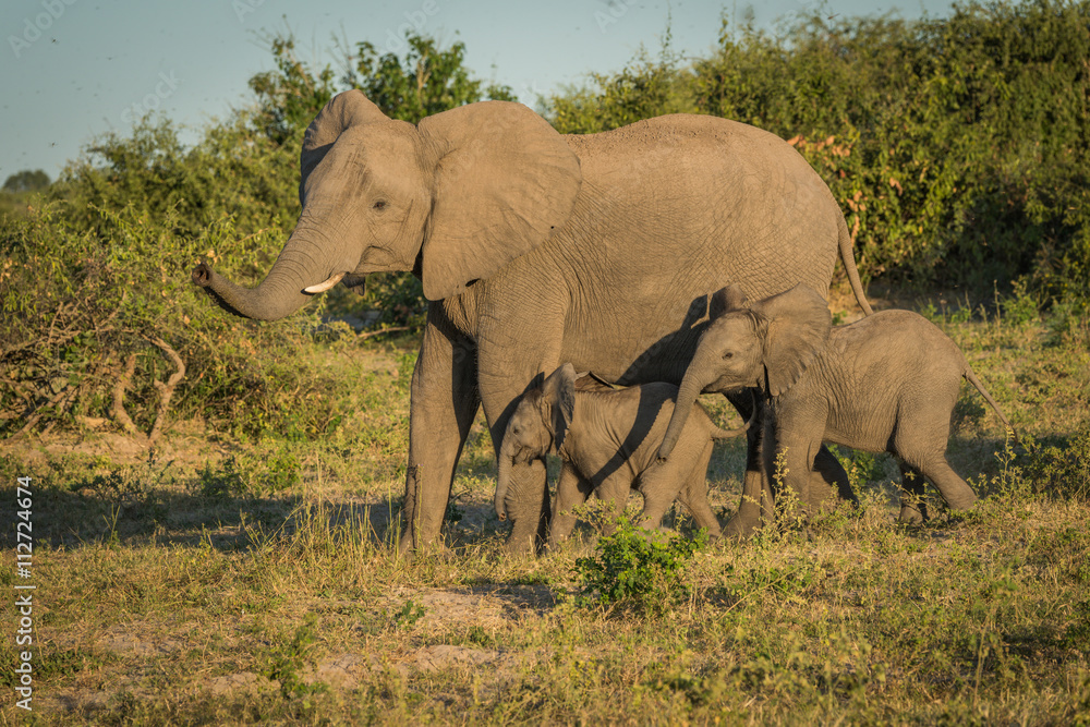 Mother elephant with two babies beside bushes