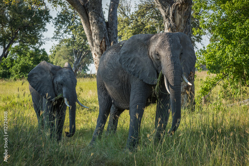 Mother and baby elephant walking through trees