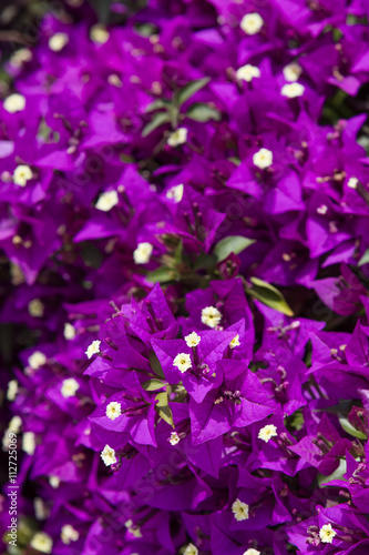 Hedge of violet flowering Bougainvillea plant in Barcelona  Spain