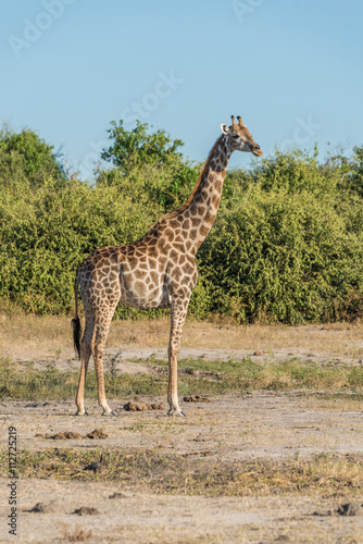 South African giraffe in bush facing camera