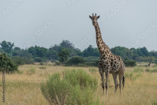 South African giraffe in savannah facing camera