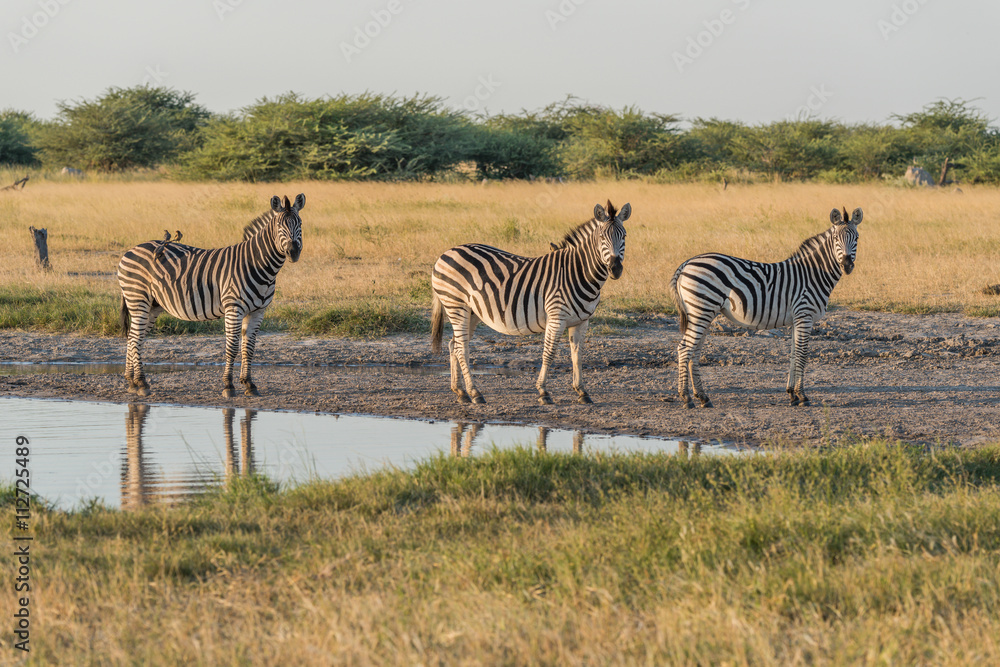 Naklejka premium Three Burchell's zebra in line beside water