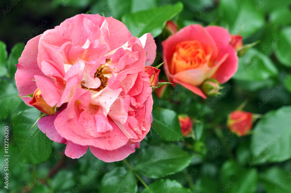 Beautiful Pink Ostin Rose Flower In Park Beautiful Pink Ostin Rose Flower In Park