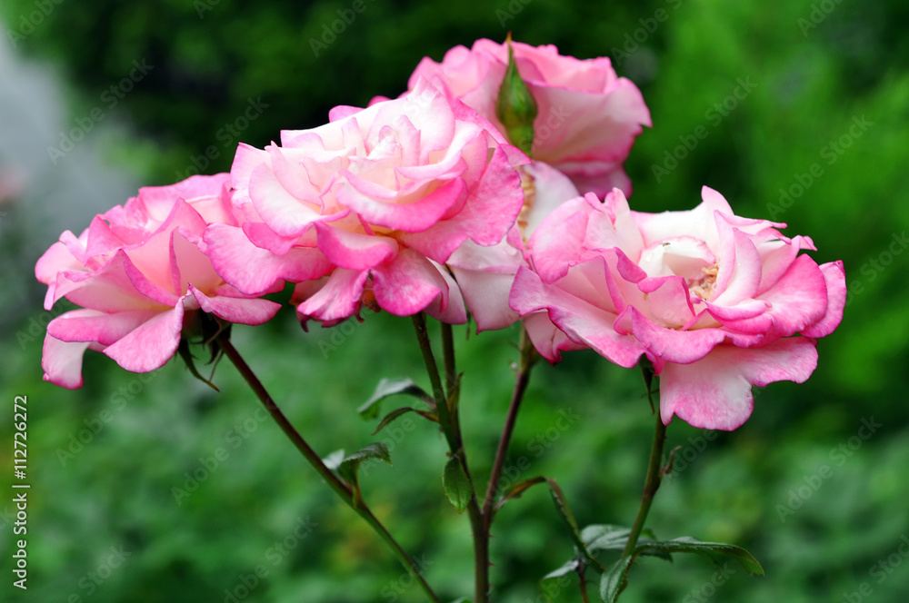 Beautiful Pink Rose Petals, In Park