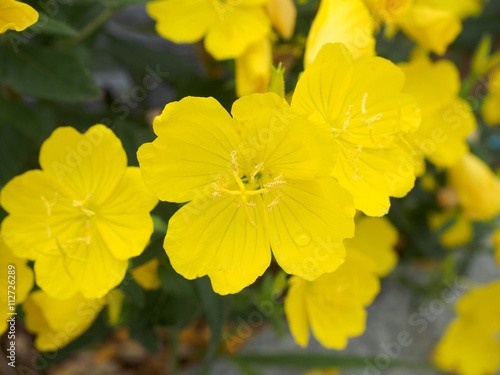 Evening primrose,