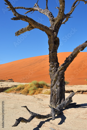 Deadvlei  Sossusvlei. Namib-Naukluft National Park  Namibia