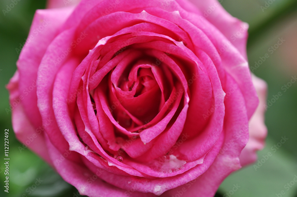 Beautiful Pink Rose Petals With Dew On Them Beautiful Pink Rose Petals With Dew On Them