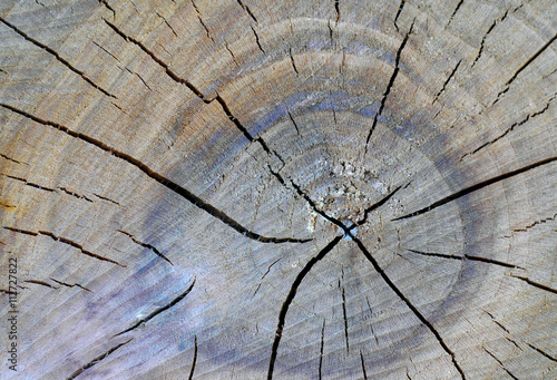 Cross section of a dried, cracked apricot tree