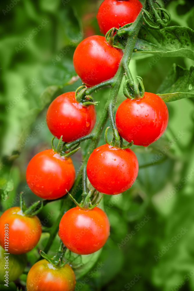 Close up on cherry tomatoes growing in a vegetable garden