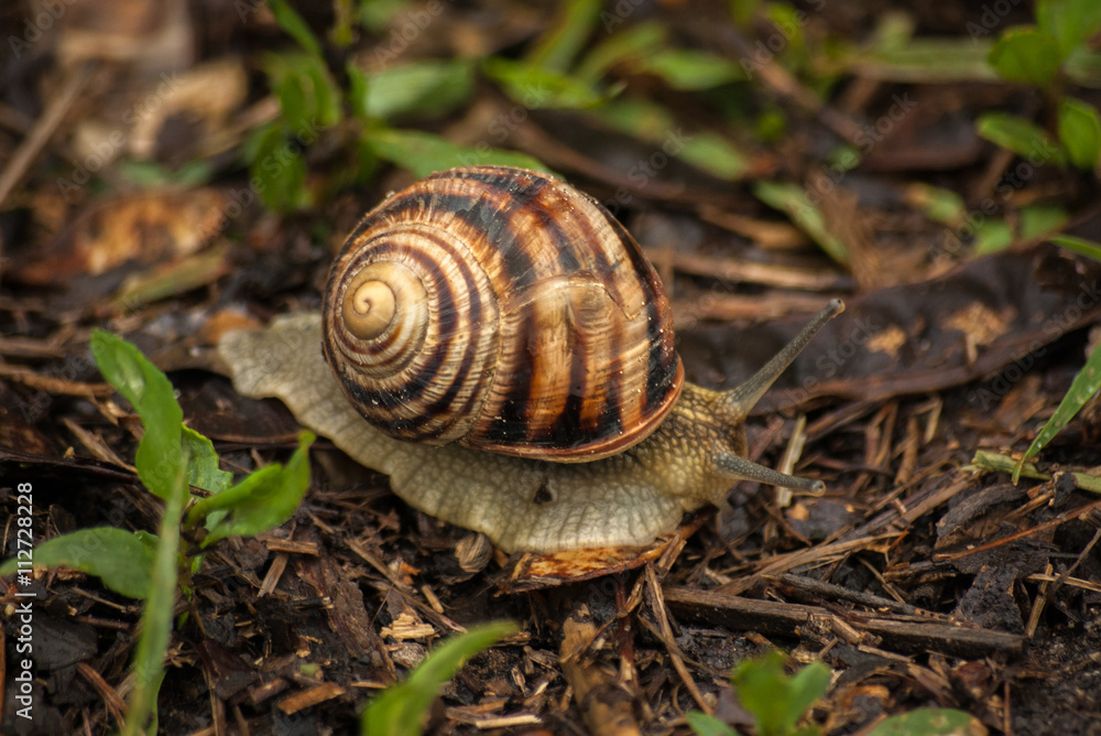 Snail in garden on green grass. It crawl through green grass Snail in garden on green grass. It crawl through green grass