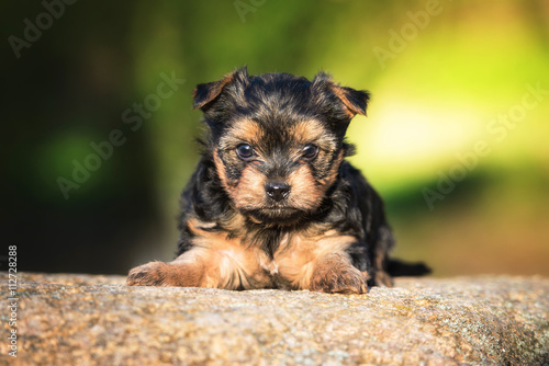 Little yorkshire terrier puppy 