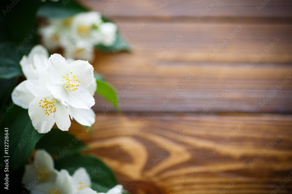 White flowers of jasmine White flowers of jasmine