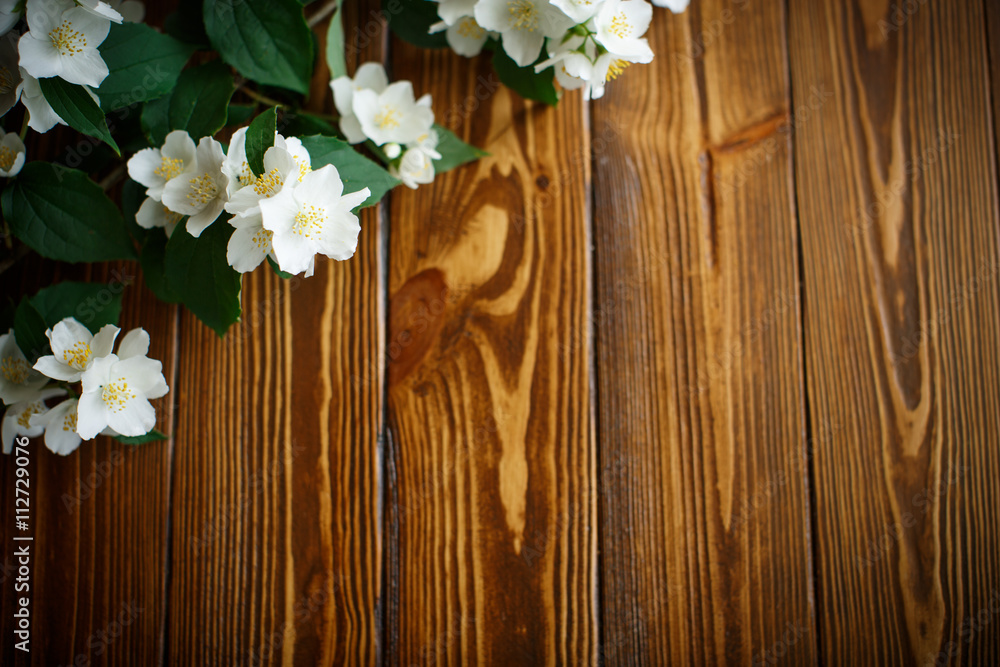 White flowers of jasmine White flowers of jasmine