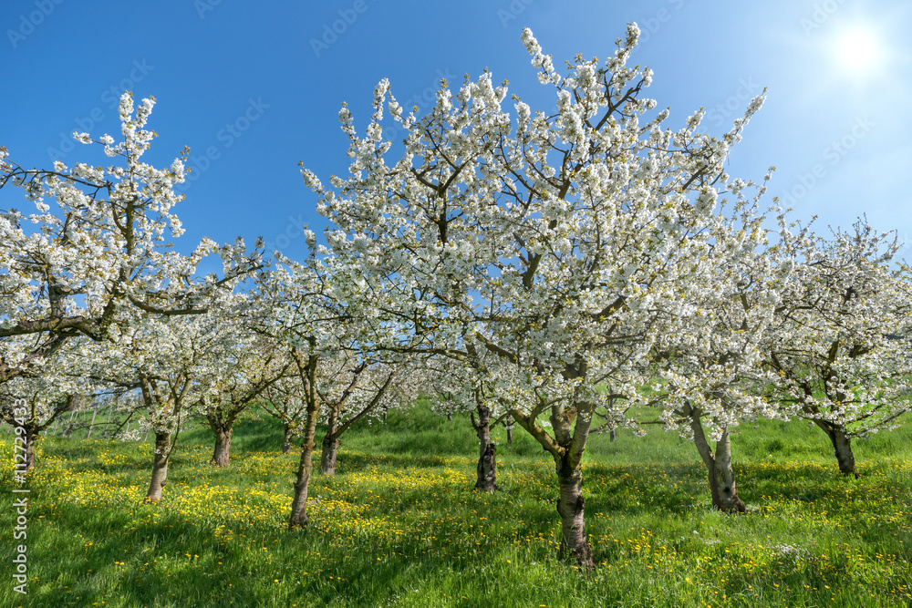 Blühende Kirschbäume in einem Obstgarten Blühende Kirschbäume in einem Obstgarten