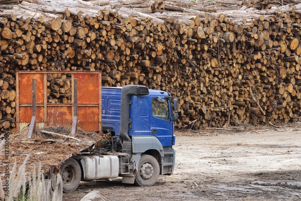 logs at the sawmill