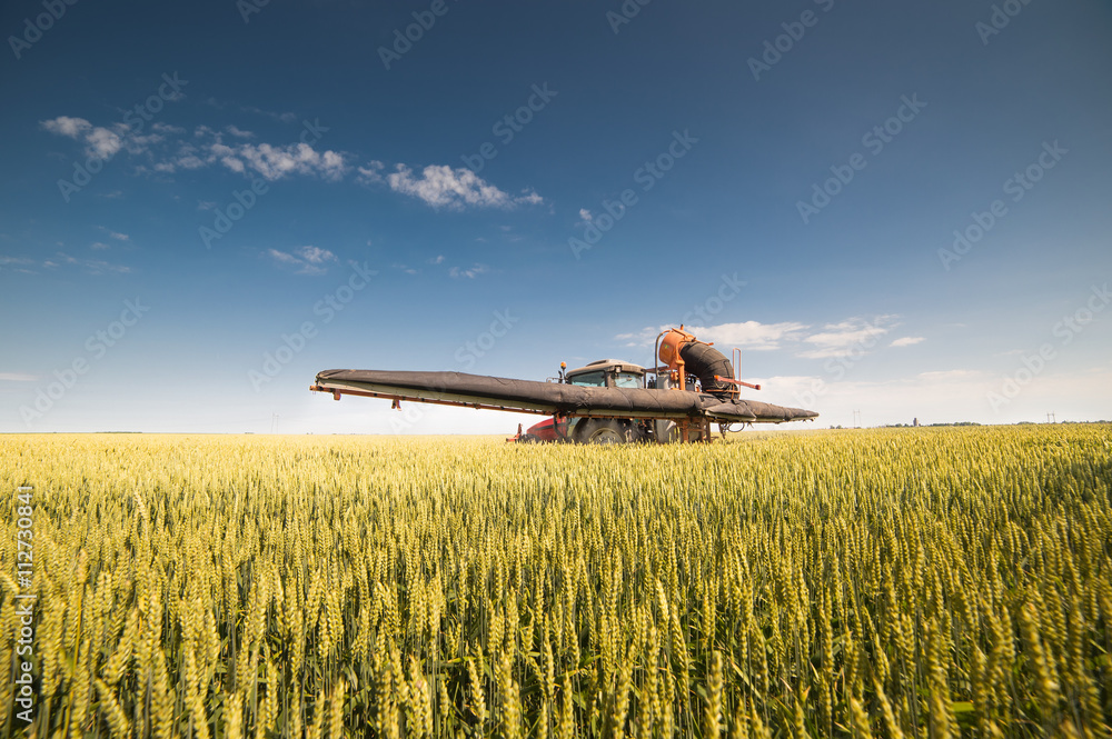Naklejka premium Tractor spraying wheat field