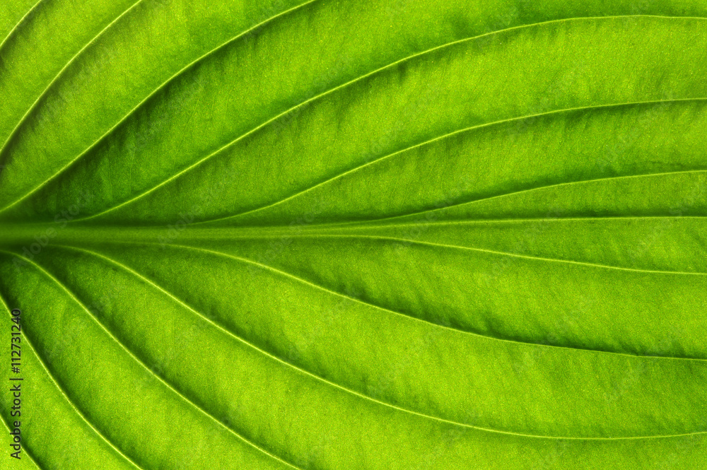  green leaf texture - obrazy, fototapety, plakaty 