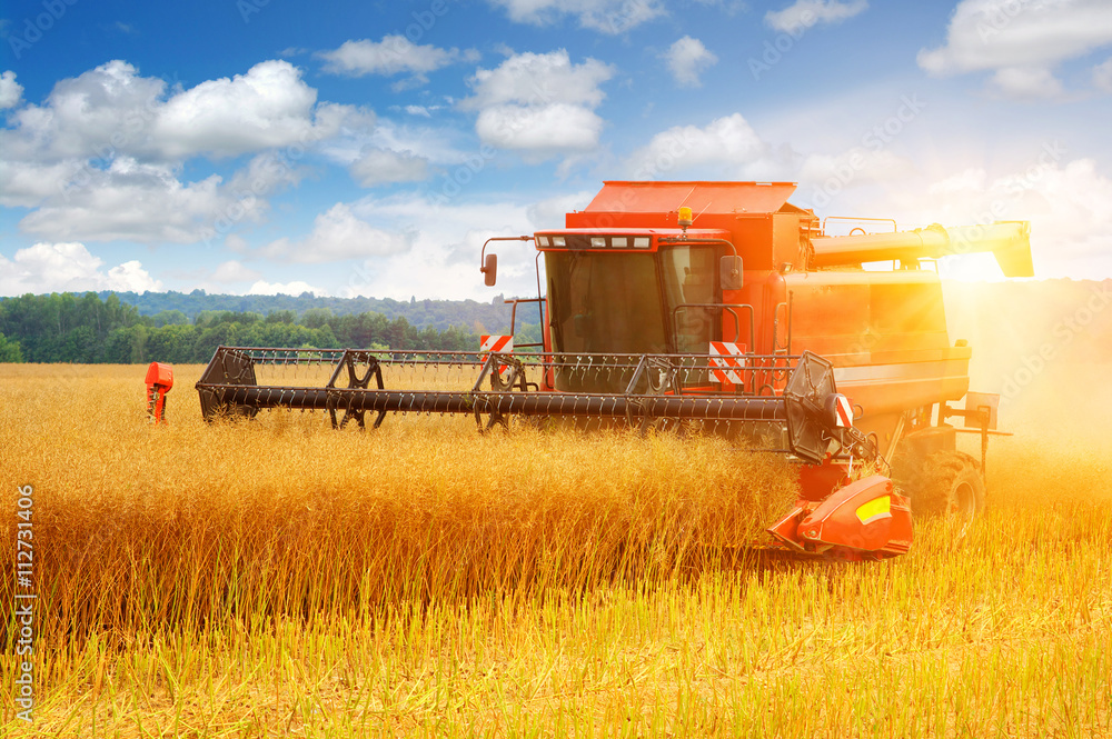 Obraz premium Combine working in field