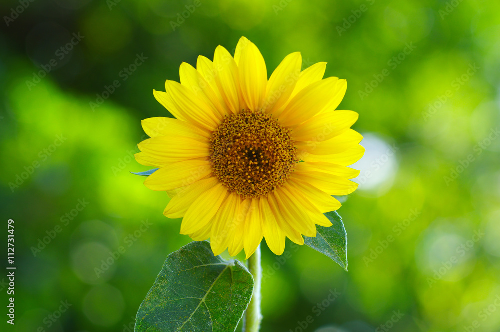 Fototapeta premium Close up of sunflower