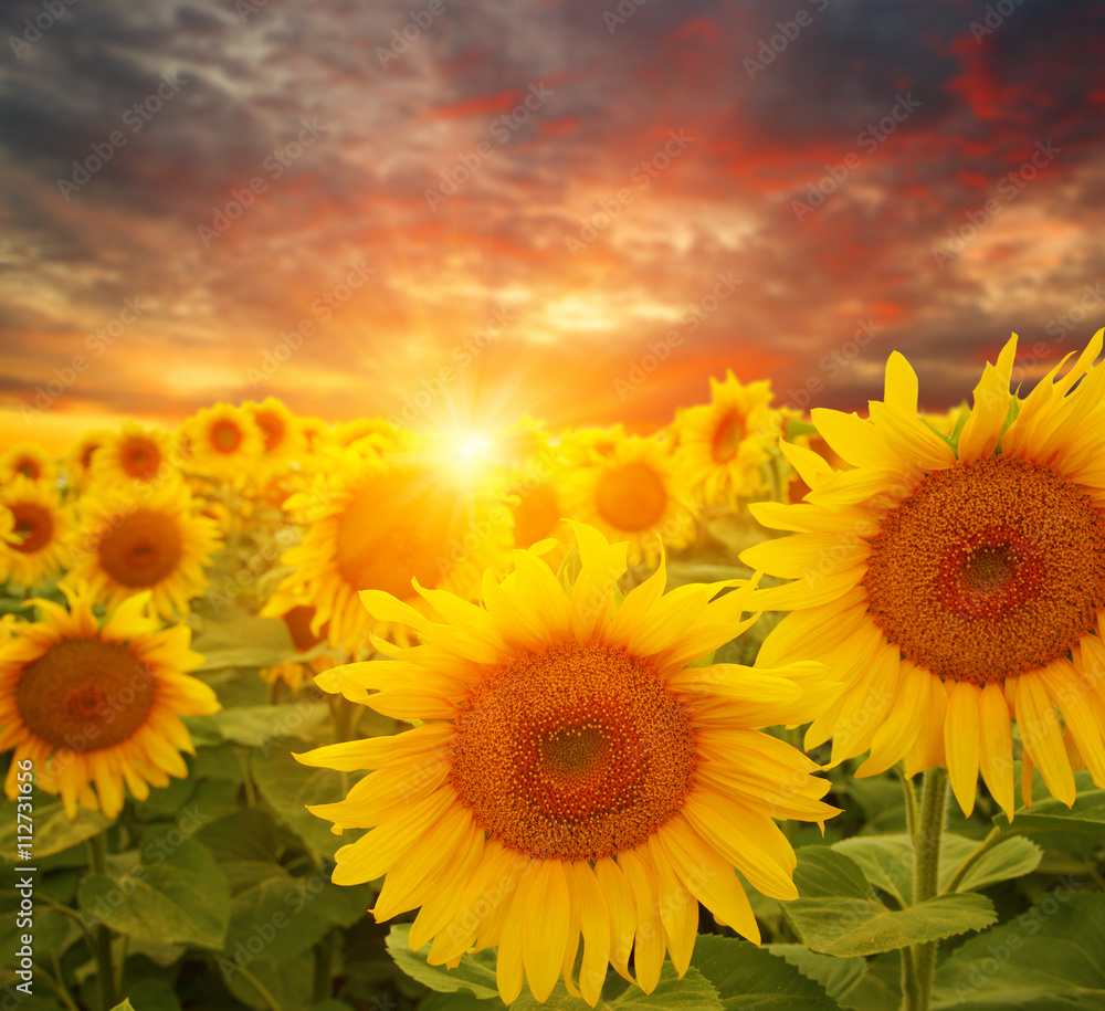 Obraz premium sunflowers and sun