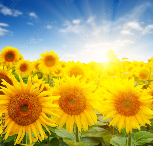  sunflowers and sun