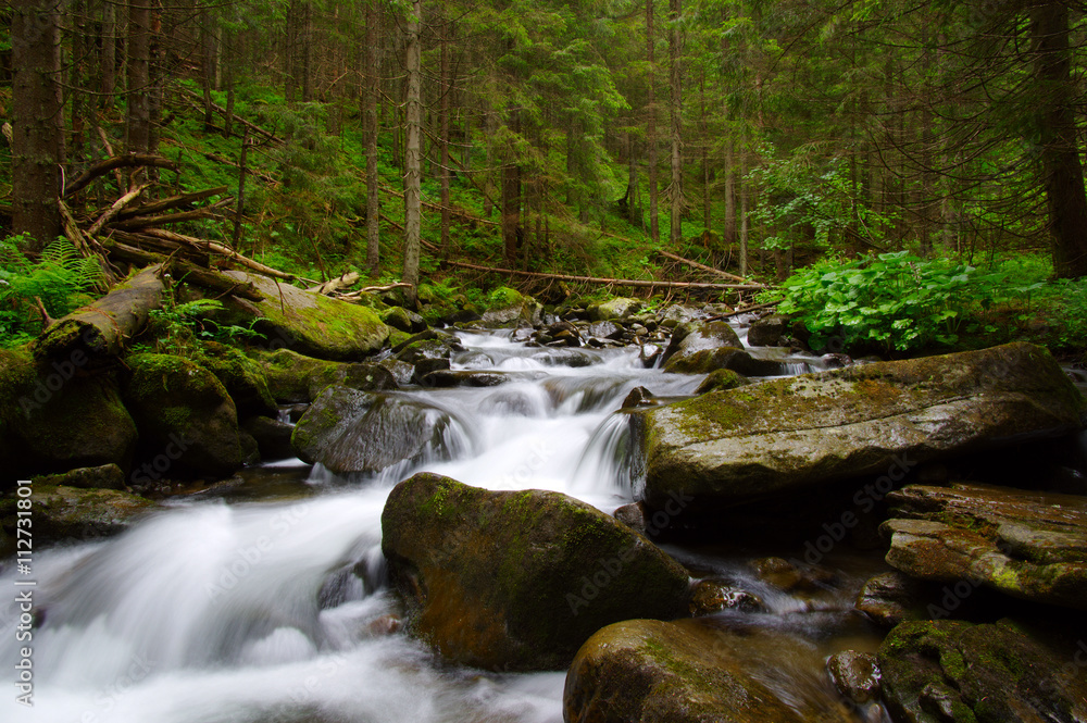 Obraz premium Mountain river in the green forest