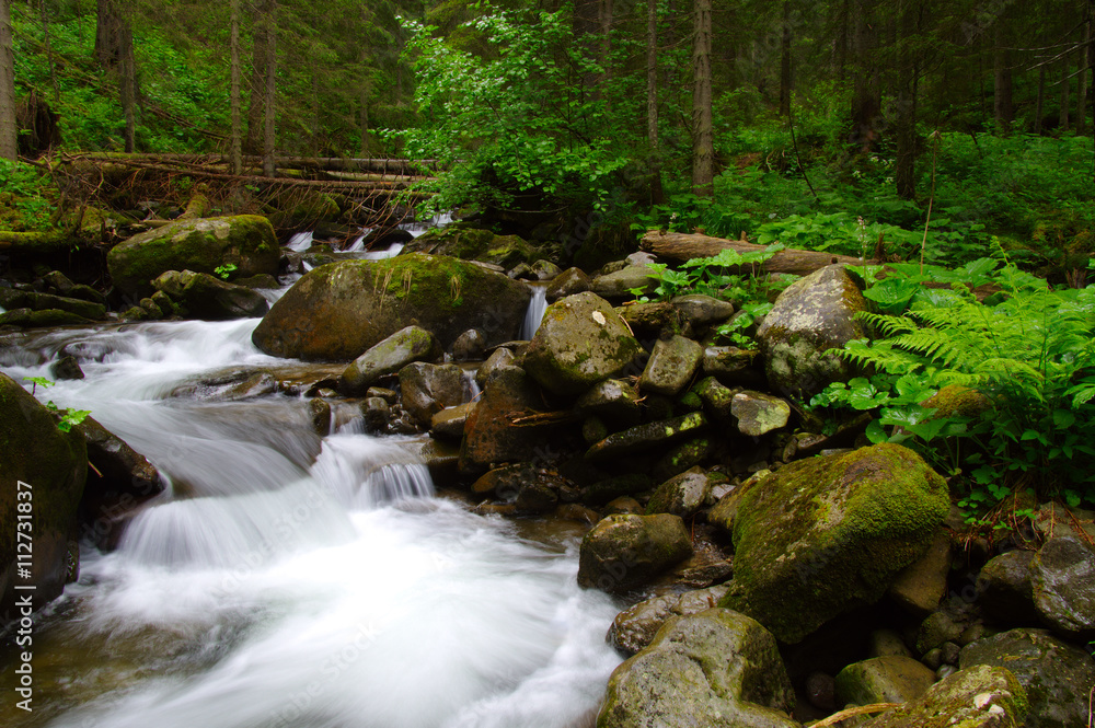 Mountain river in the green forest Mountain river in the green forest