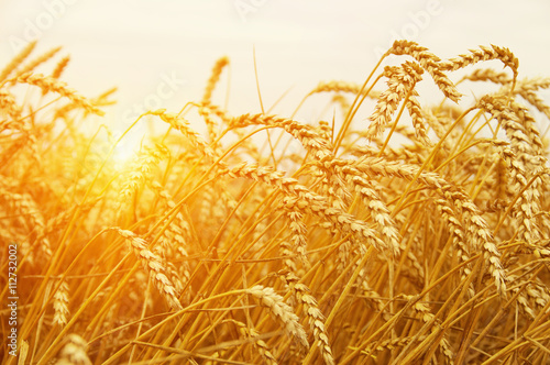  Wheat field on sun