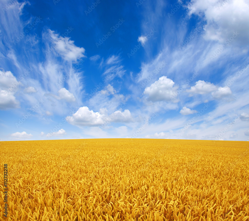 wheat field and sky wheat field and sky