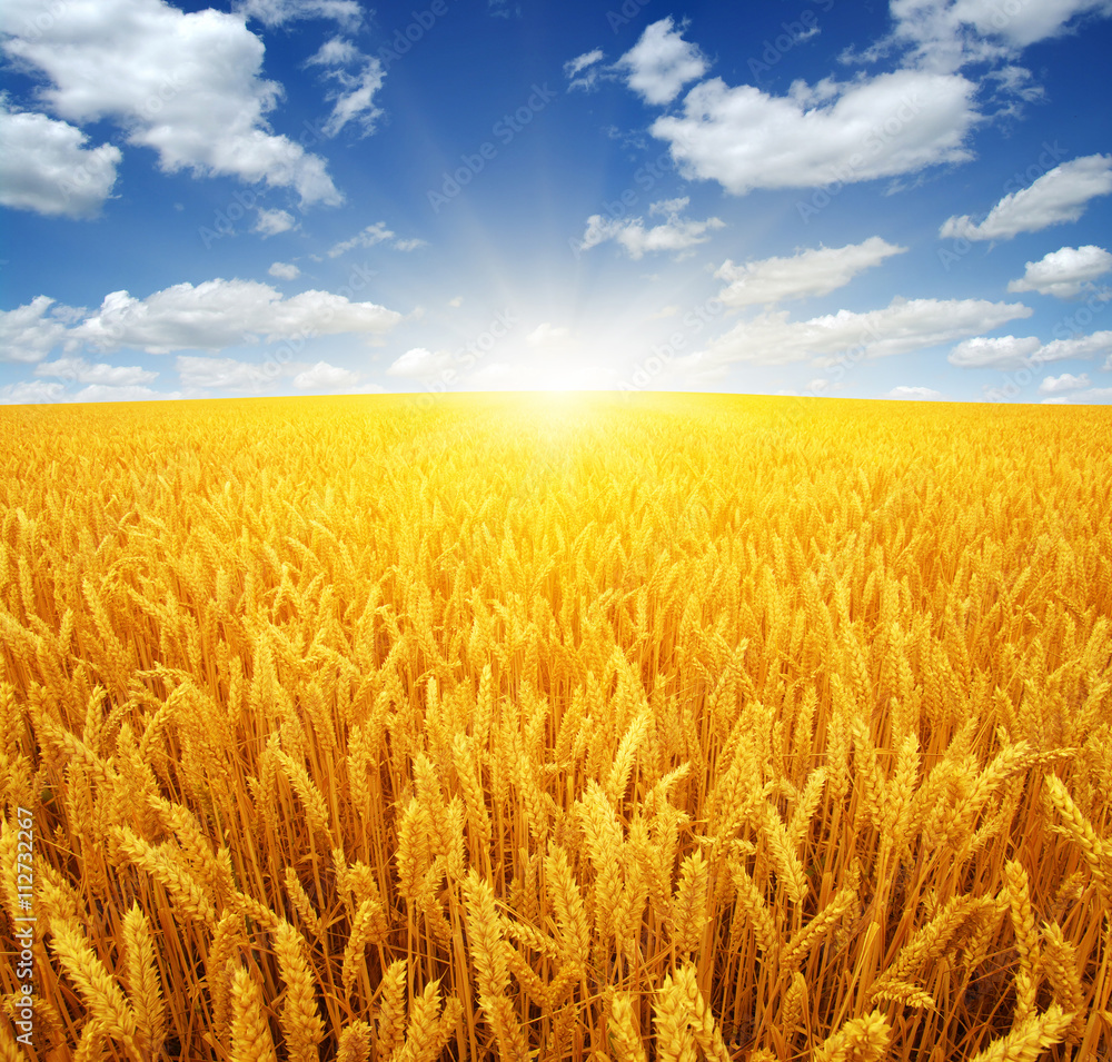 Fototapeta premium wheat field and sun