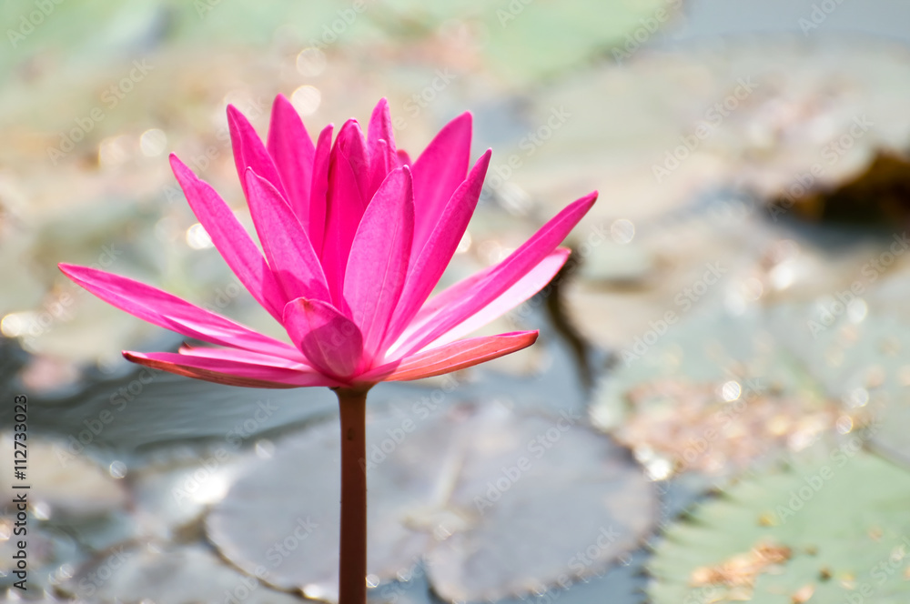 Pink lotus blossoms or water lily flowers blooming on pond Pink lotus blossoms or water lily flowers blooming on pond