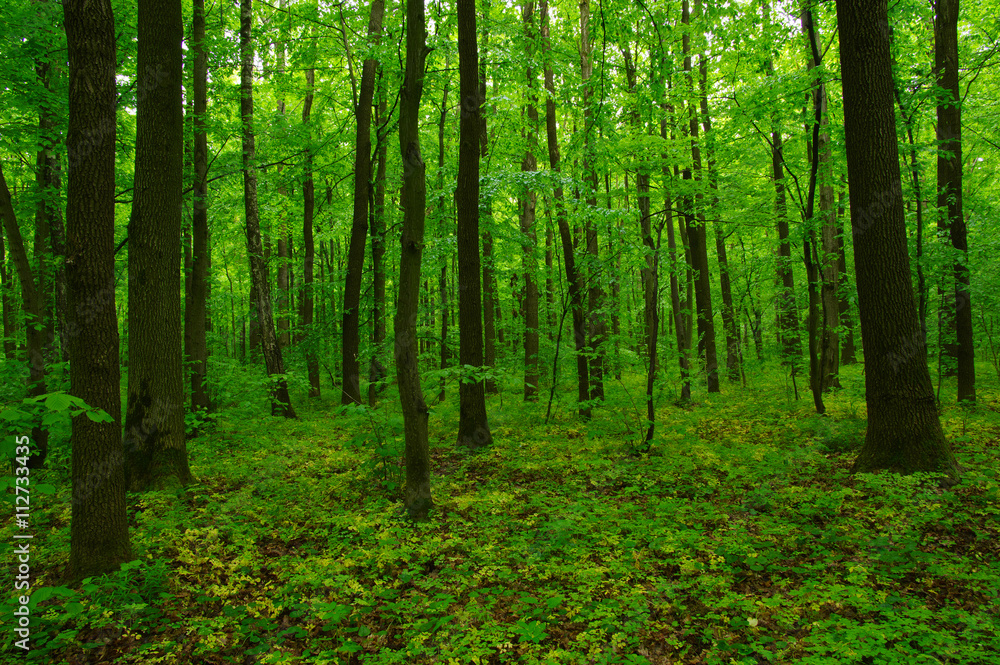 Fototapeta premium beautiful green forest