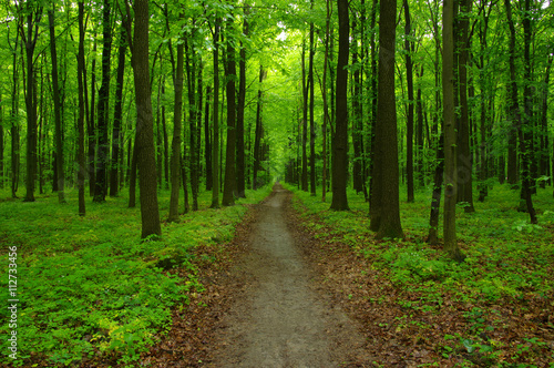 Fototapeta Naklejka Na Ścianę i Meble -  green forest