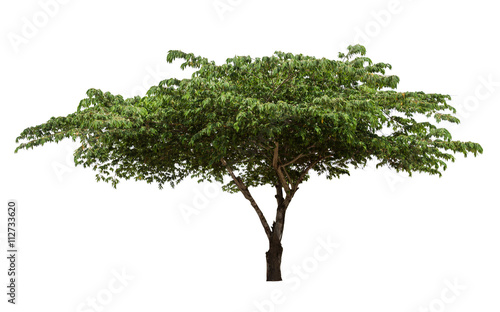 Isolated Jamaican cherry tree on white background