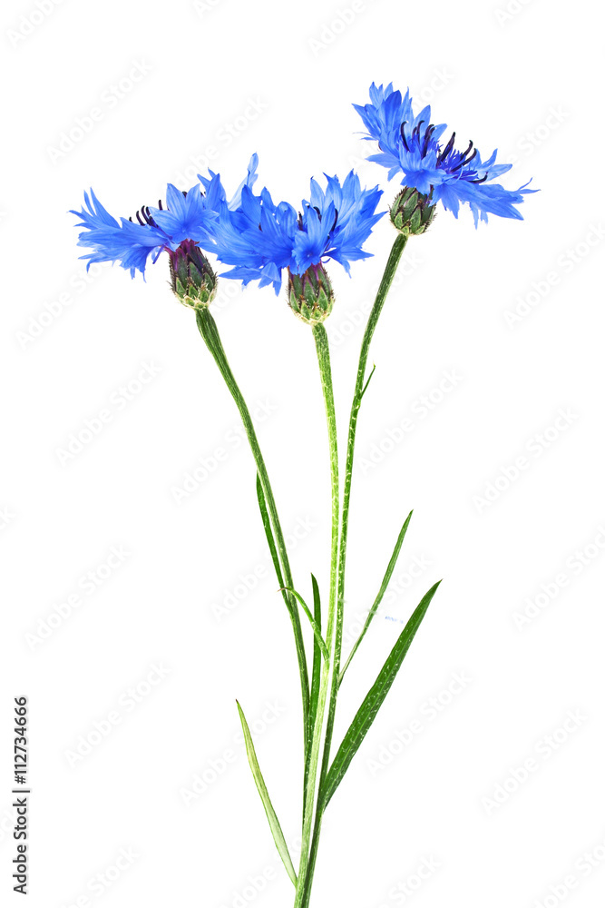 Obraz premium Blue Cornflower - Centaurea on a white background