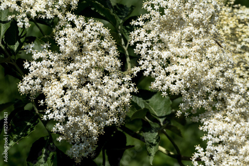 Blühende Blüten von Holunder an einem Hollunderstrauch photo