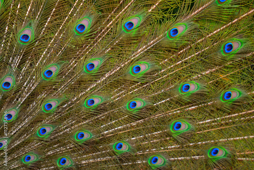 Fototapeta premium Peacock feather texture background