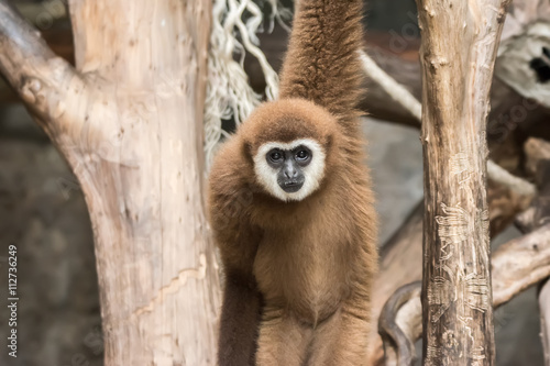 Close up Gibbon hanging on the tree © PK4289