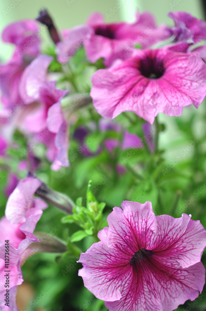 Beautiful Petunia Flowers In The Garden In Summer Beautiful Petunia Flowers In The Garden In Summer